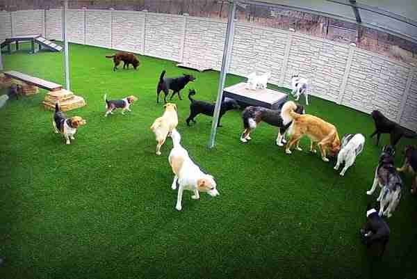 Dog daycare play